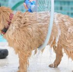 ⁦دش استحمام الكلاب دائري بخزان للصابون والشامبو يتصل بخرطوم المياه⁩ - الصورة ⁦5⁩