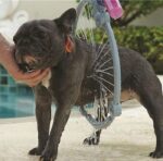 ⁦دش استحمام الكلاب دائري بخزان للصابون والشامبو يتصل بخرطوم المياه⁩ - الصورة ⁦6⁩