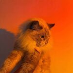 ⁦مصباح غروب الشمس بالوان ار جي بي برأس قابلة للفصل والدوران 180 درجة⁩ - الصورة ⁦9⁩