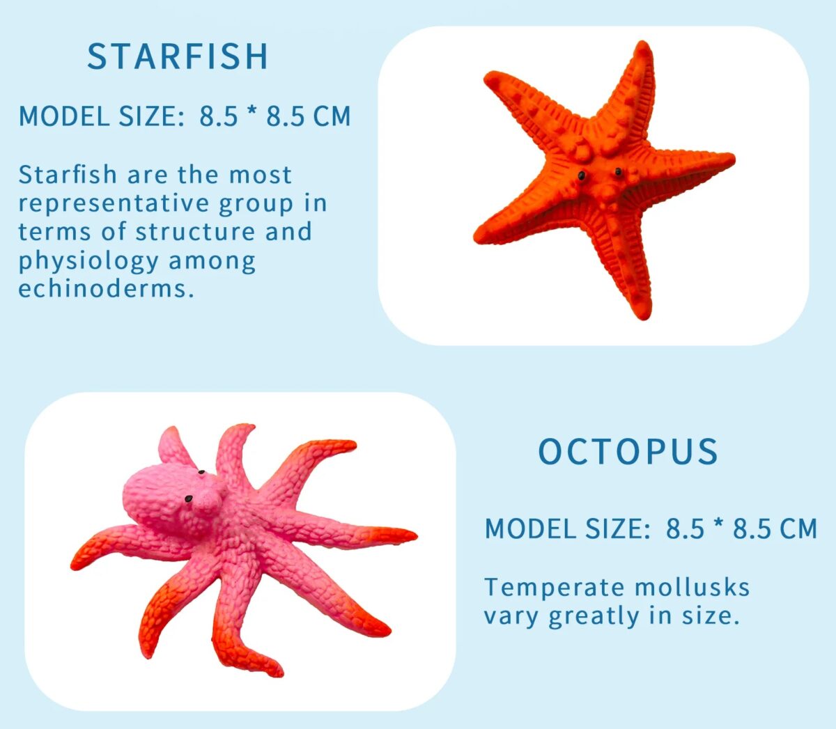 ⁦لعبة حيوانات بحرية تنمو في الماء باشكال مختلفة⁩ - الصورة ⁦7⁩