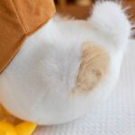 ⁦دبدوب بتصميم بجعة ذات الفم الكبير للاطفال _ مقاس 32 سم⁩ - الصورة ⁦4⁩