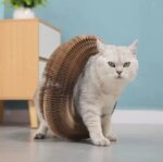 ⁦لهاية للقطط اوكورديون قابلة للطي مع كرة⁩ - الصورة ⁦2⁩